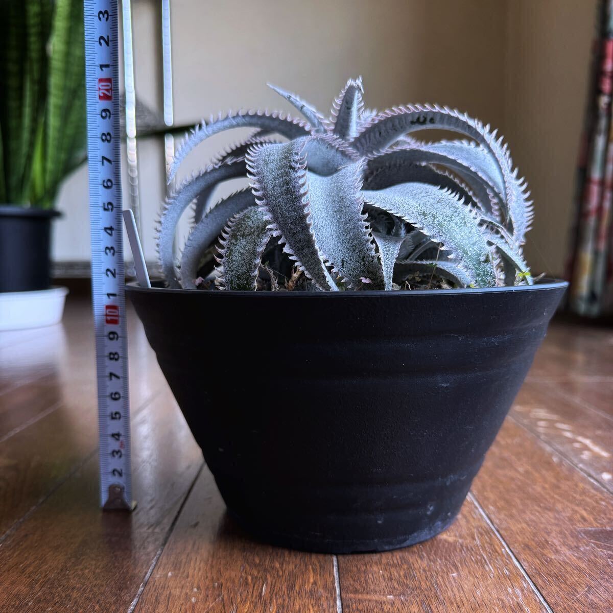 親株 ディッキア Dyckia marnier-lapostollei Pink Spine マルニエルラポストレイ　ピンクスパイン