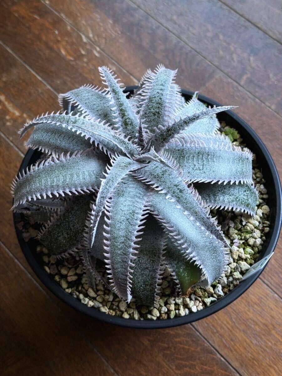 親株 ディッキア Dyckia marnier-lapostollei Pink Spine マルニエルラポストレイ　ピンクスパイン_画像4