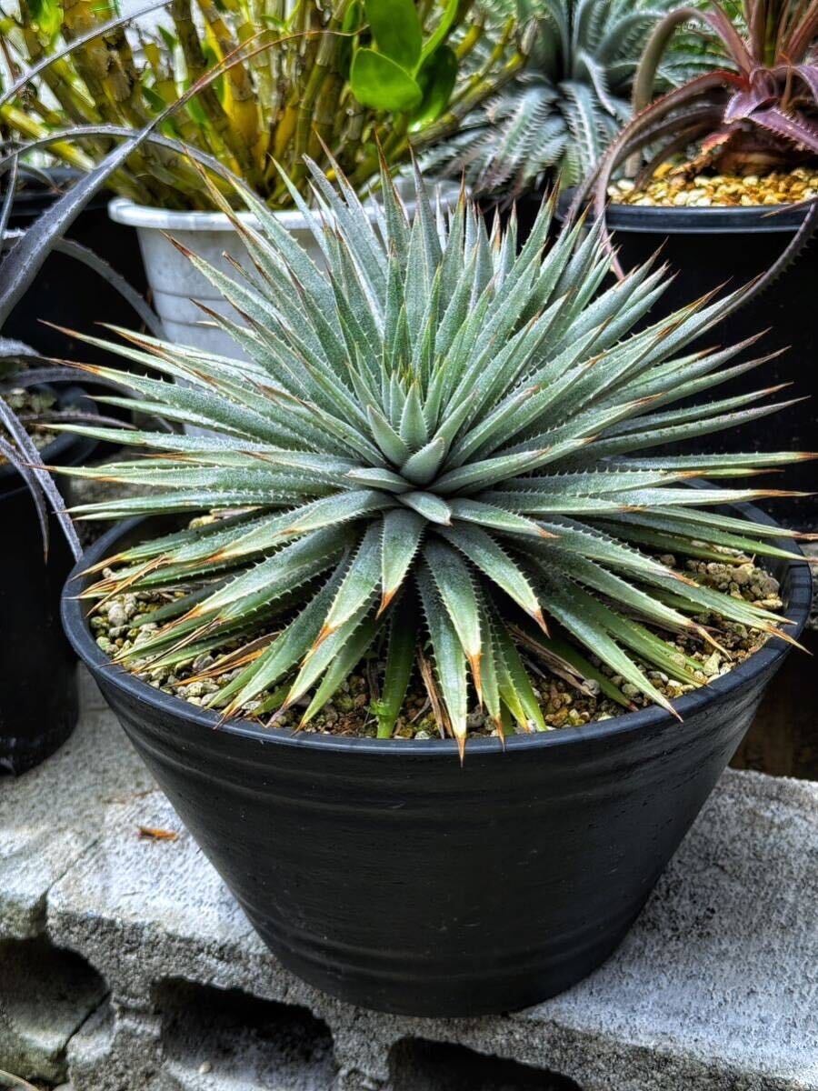 Dyckia hebdingii ディッキア ヘブディンギー 原種_画像8