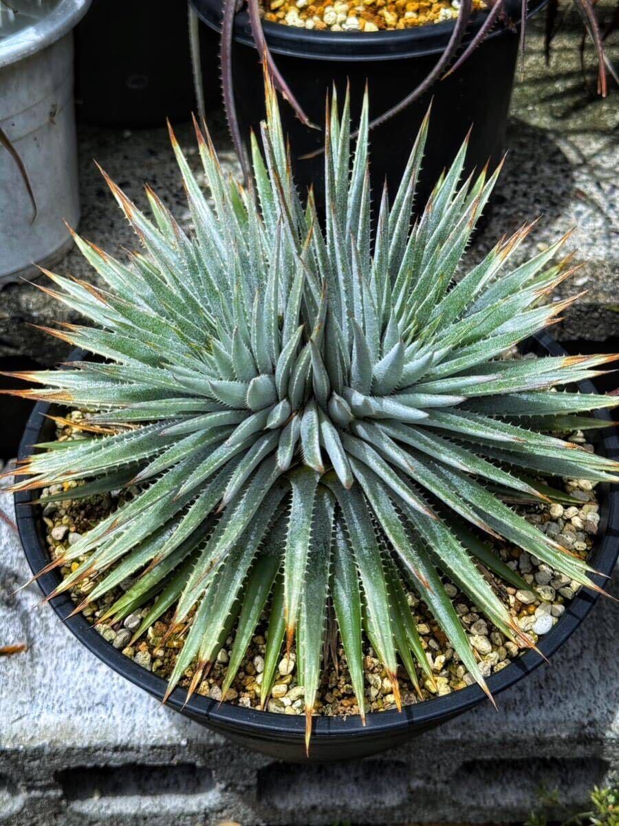 Dyckia hebdingii ディッキア ヘブディンギー 原種_画像1