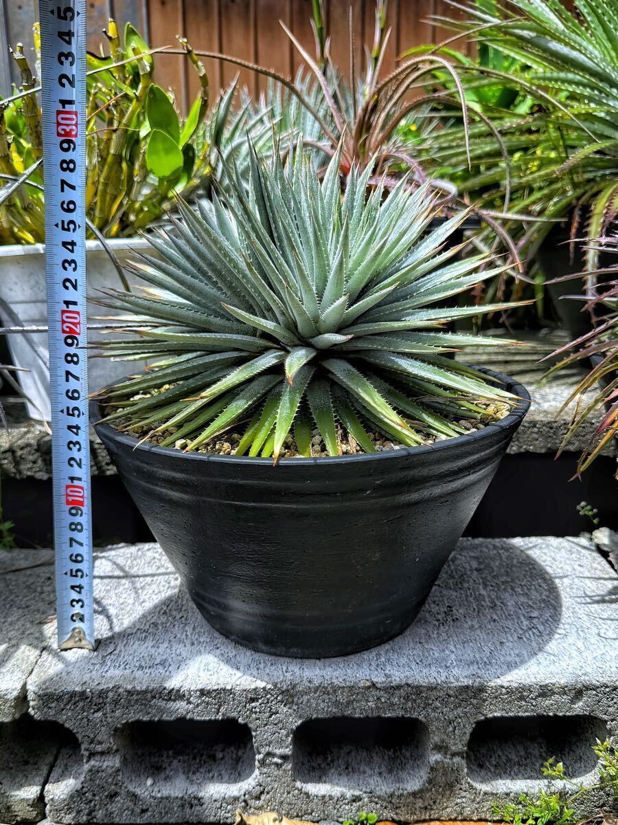 Dyckia hebdingii ディッキア ヘブディンギー 原種_画像10