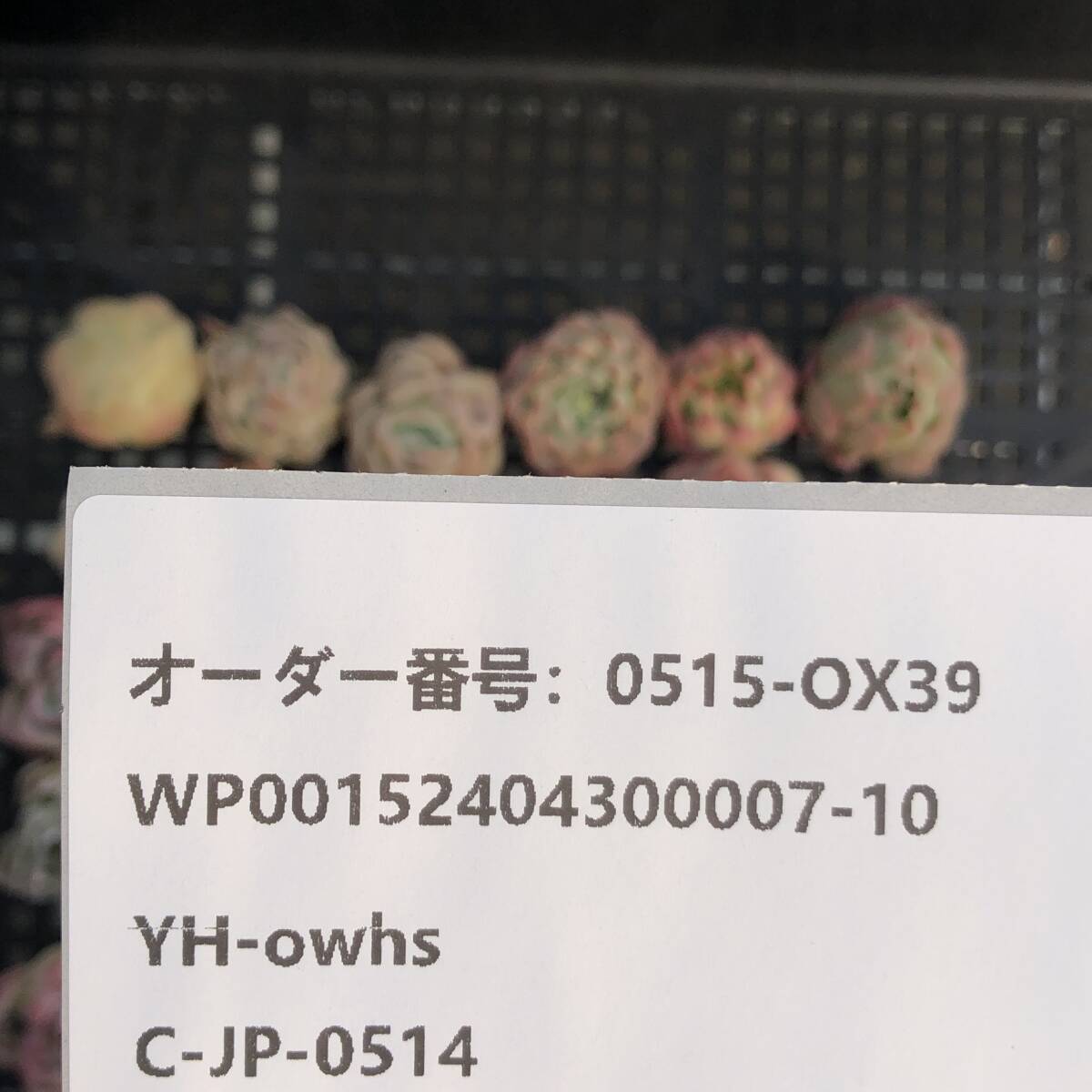 * Top　エケベリア30個 0515-OX39 多肉植物 カット　雑交　_画像3