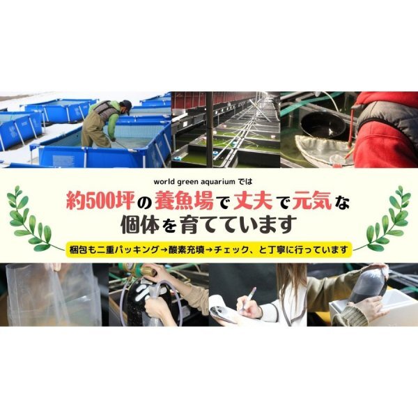 [ limitation great special price 100 stock ] all country uniform carriage [ domestic production less pesticide ho Tey .] medaka ho Tey AOI water hyacinth coming off . comming off . production egg floor 