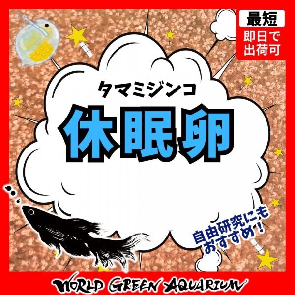 【送料無料】メダカ 餌【タマミジンコ休眠卵1,000粒】めだか ミジンコ PSB おとひめ 水草 同梱包可能 生クロレラで育つ_画像1