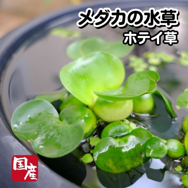 [ limitation great special price 50 stock ] all country uniform carriage [ domestic production less pesticide ho Tey .] medaka ho Tey AOI water hyacinth coming off . comming off . production egg floor 