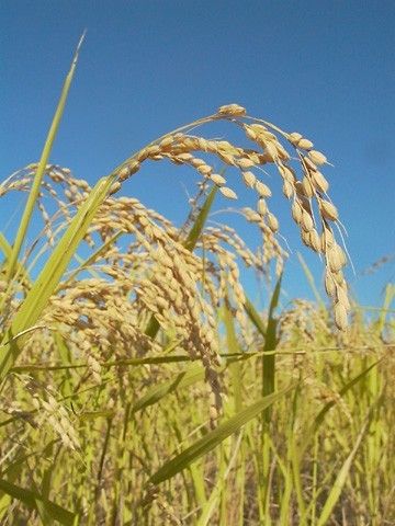 無農薬　太陽をいっぱい浴びた稲わら　藁　家庭菜園　お正月しめ縄　メダカ越冬　ペットの敷きワラ　肥料　園芸　保温防寒効果　新米 納豆