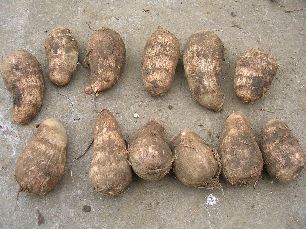  earth shide series taro. seed tuber 2. charcoal element circulation agriculture law * less fertilizer | safe less pesticide cultivation 