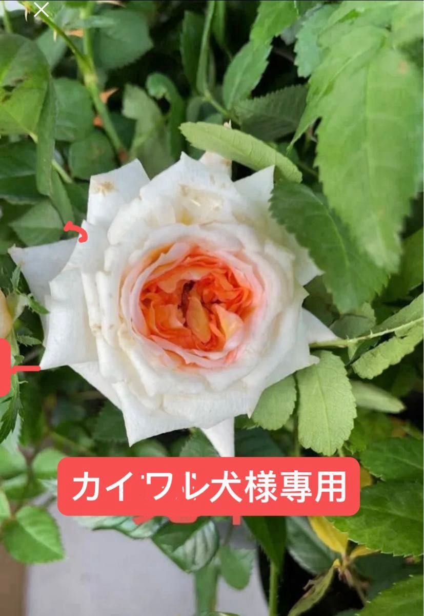 ミニ薔薇モカフェローズ　1苗　香