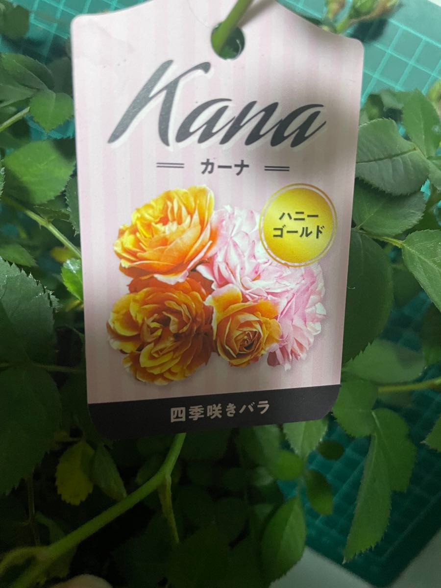 ミニ薔薇　カーナハニーゴールド　珍しい品種