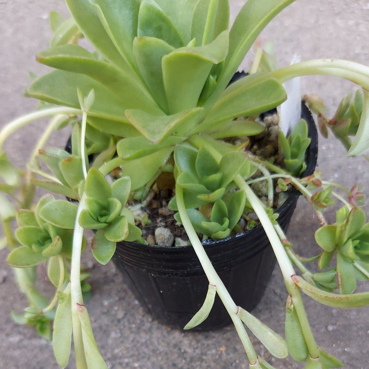寒さに強い多肉植物10種類セット① 抜き苗|Yahoo!フリマ(旧 寒さに強い多肉植物10種類セット① 抜き苗|Yahoo!フリマ(旧