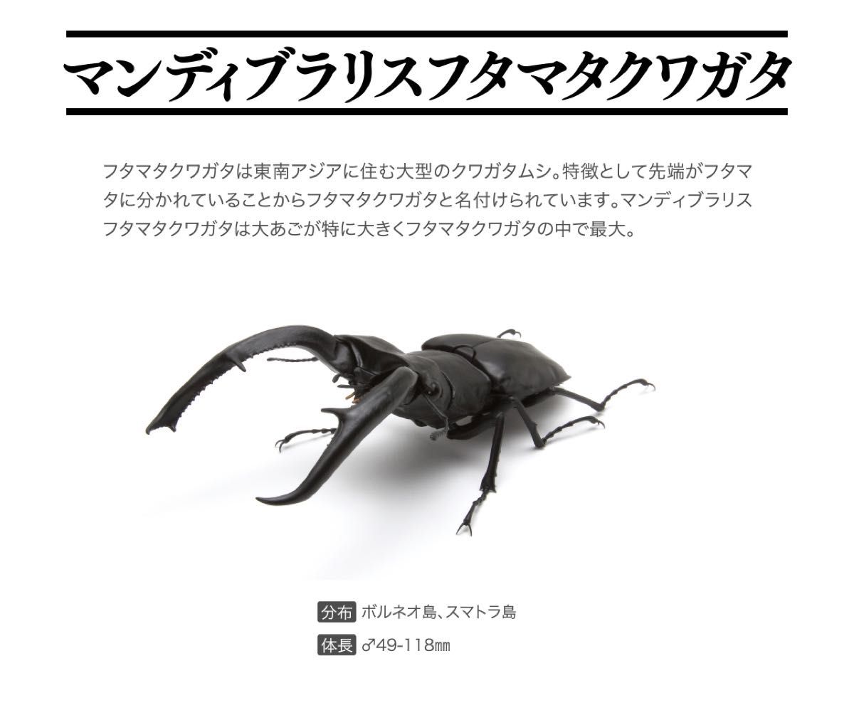 いきもの大図鑑 くわがた 02 2個 セット マンディブラリス いきもの大図鑑 くわがた 02 2個 セット マンディブラリス