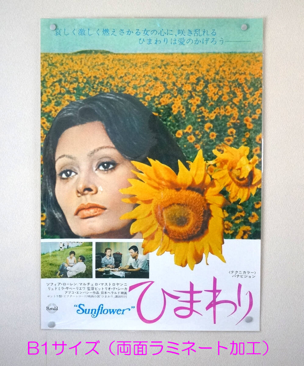 生まれのブランドで B1 映画ポスター×1枚 31. ラミネート加工『 ひまわり 早かれ その他