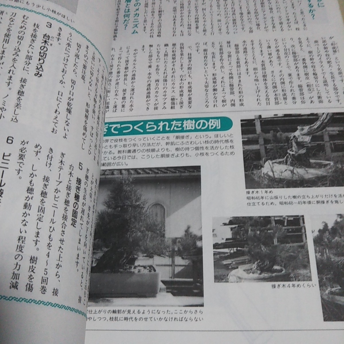 黒松スペシャル 月刊「近代盆栽」増刊 鈴木俊則 平成6年1月発行 黒松スペシャル 月刊「近代盆栽」増刊 鈴木俊則 平成6年1月発行