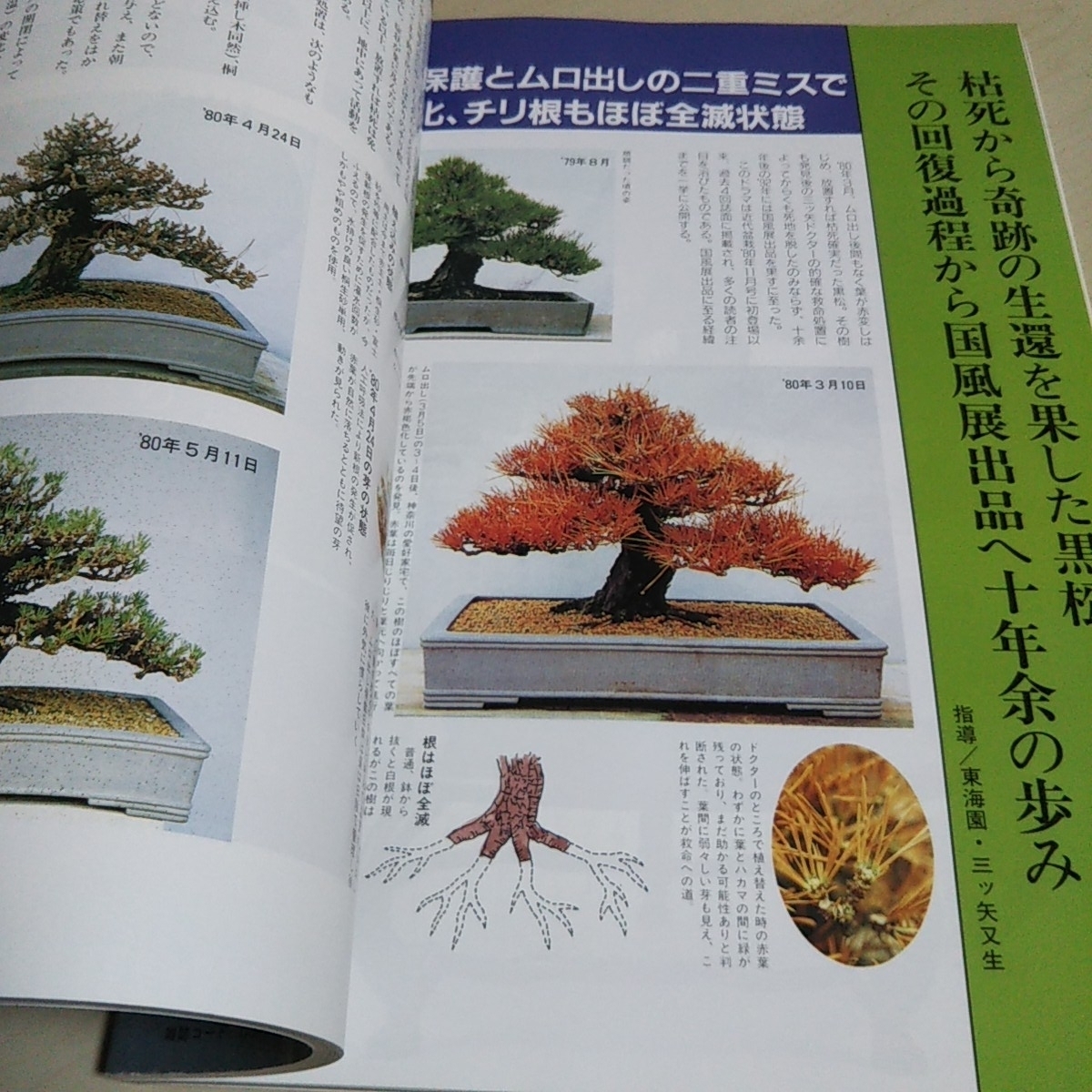 黒松スペシャル 月刊「近代盆栽」増刊 鈴木俊則 平成6年1月発行 黒松スペシャル 月刊「近代盆栽」増刊 鈴木俊則 平成6年1月発行