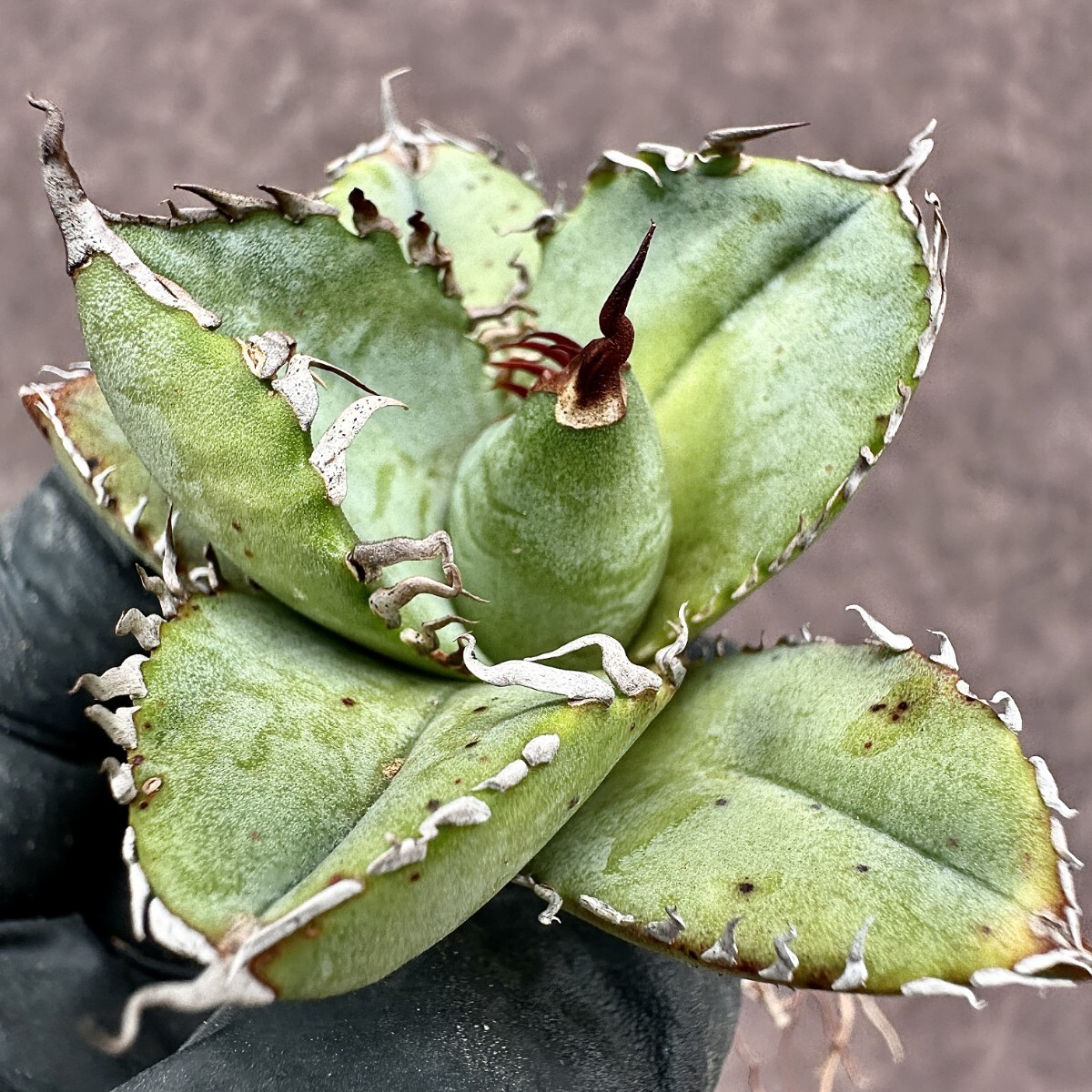 Lj_plants】Z66 アガベ チタノタ 実生 未命名 自家育成 丹念に株 Lj_plants】Z66 アガベ チタノタ 実生 未命名 自家育成 丹念に株