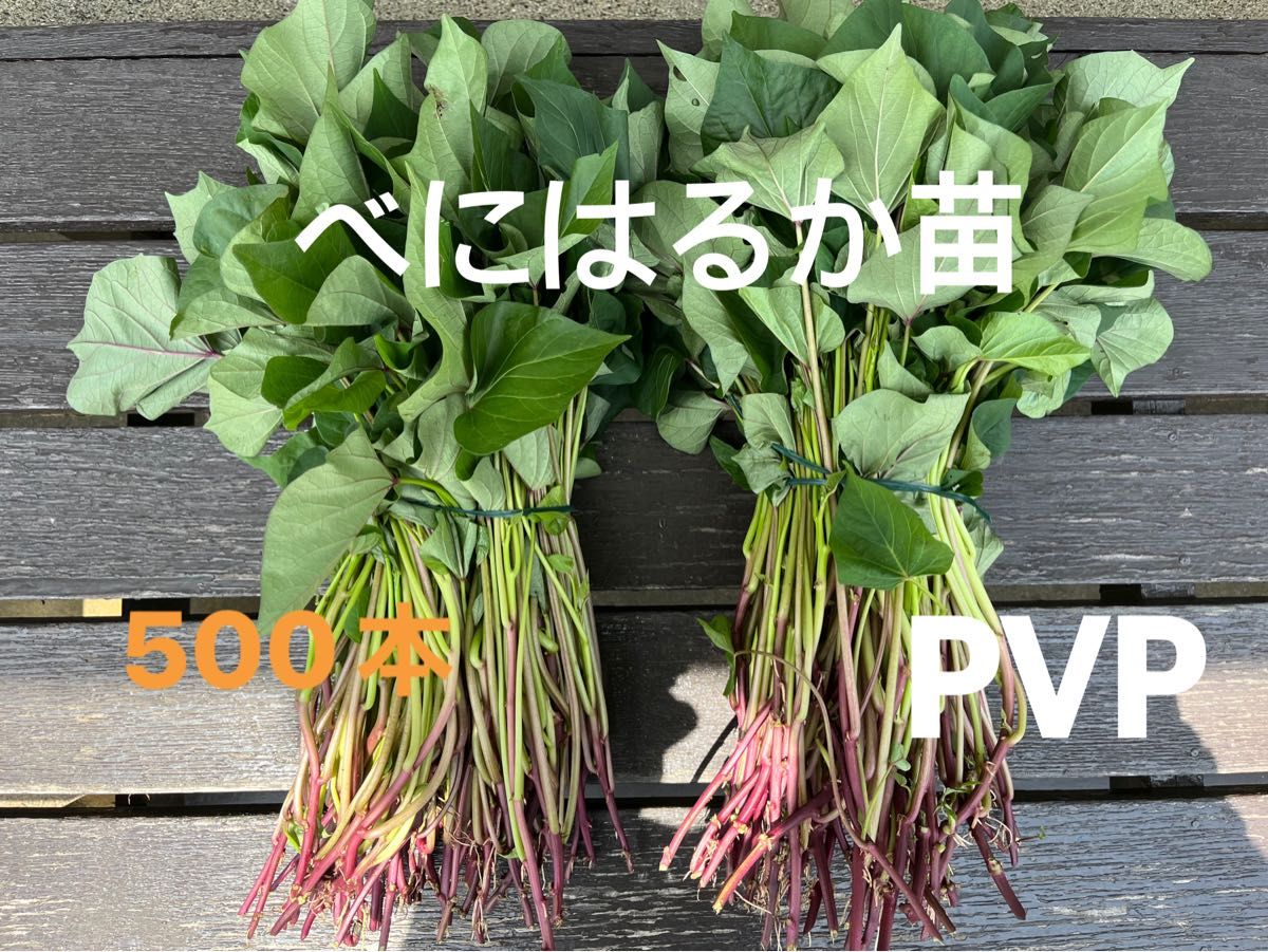 500本)さつまいも苗 べにはるか苗 紅はるか 茨城県ひたちなか産 500本)さつまいも苗 べにはるか苗 紅はるか 茨城県ひたちなか産