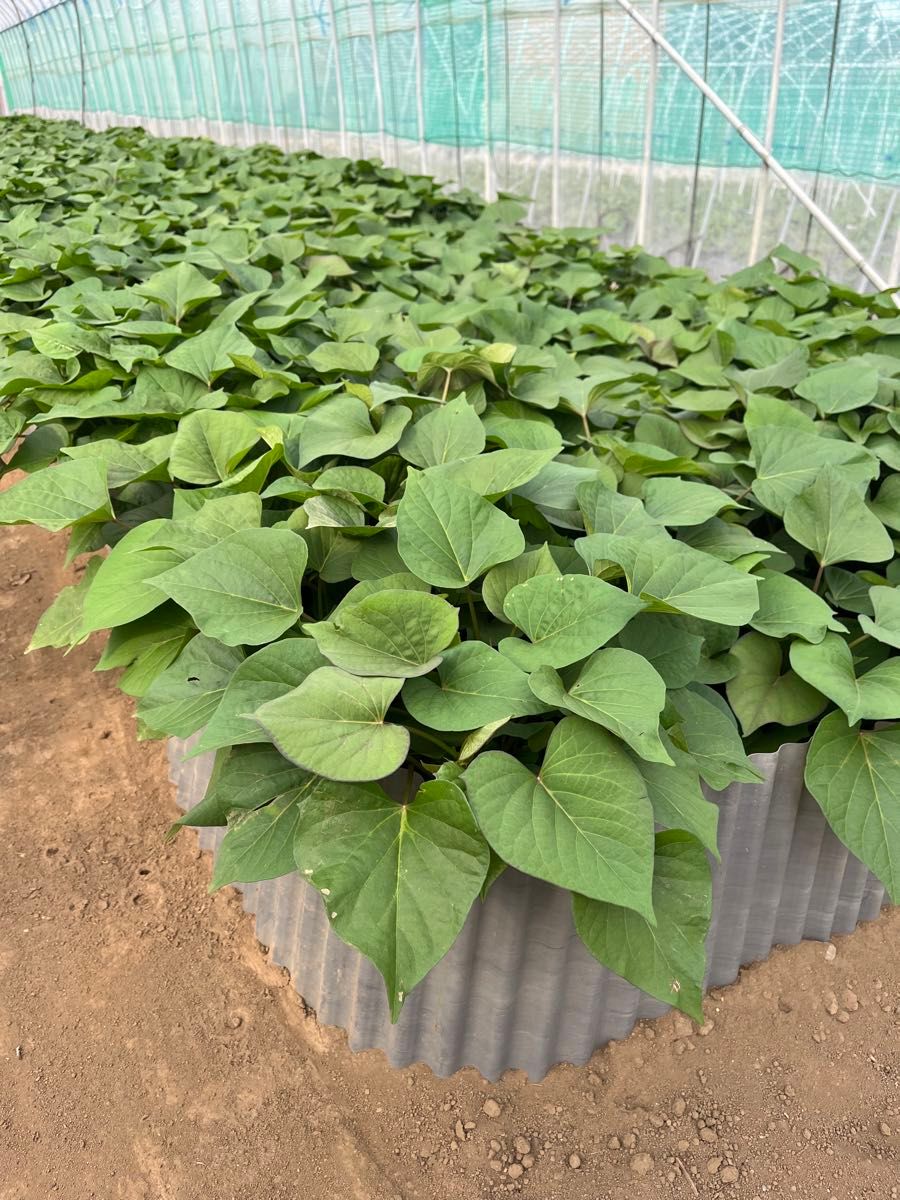 500本)さつまいも苗 べにはるか苗 紅はるか 茨城県ひたちなか産 500本)さつまいも苗 べにはるか苗 紅はるか 茨城県ひたちなか産