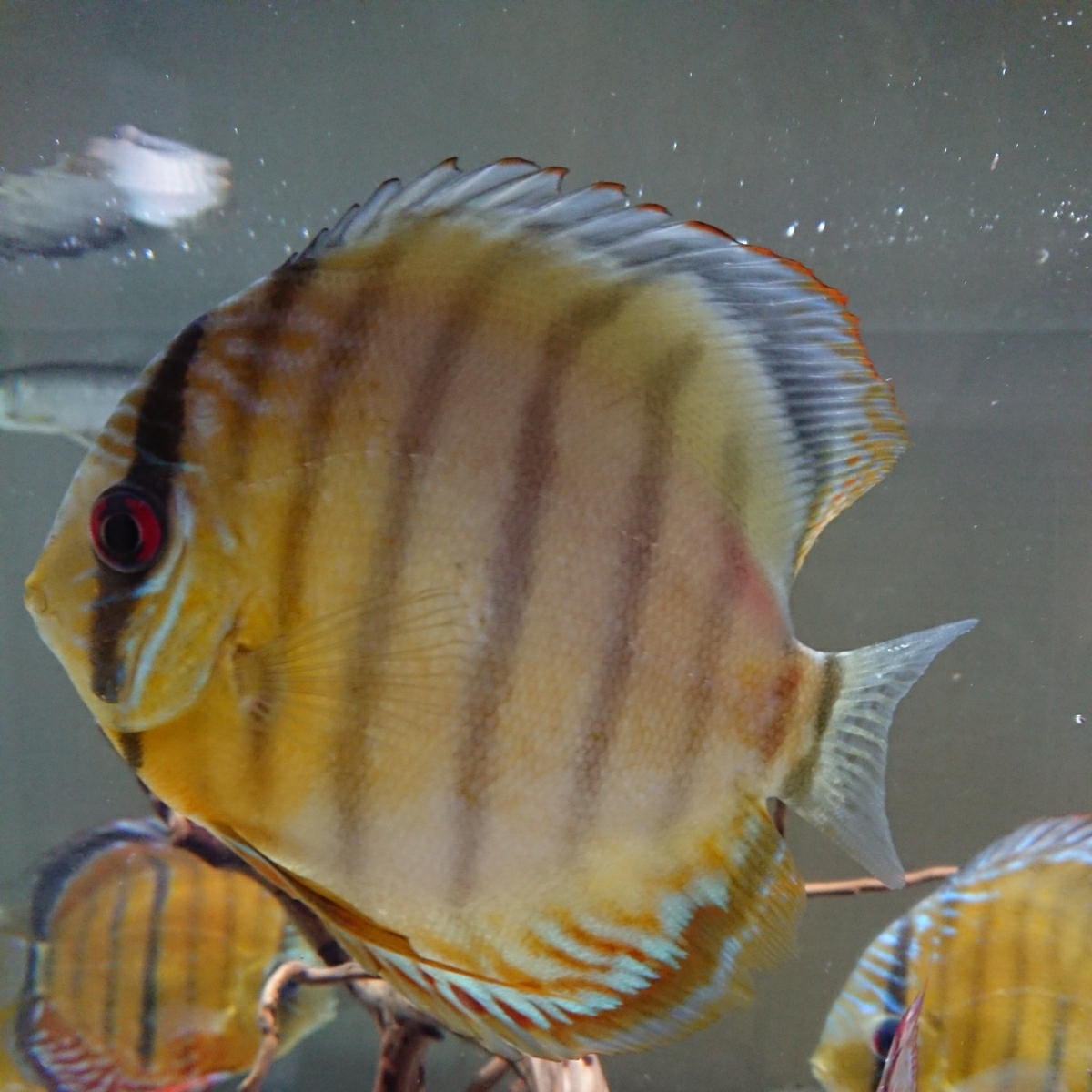 [ pickup limitation ] wild green discus ju Thai production 14. rom and rear (before and after) 2 pieces set 