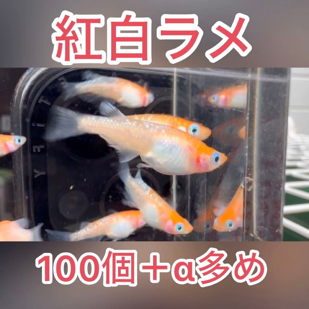 紅白ラメメダカ 有精卵100個＋α