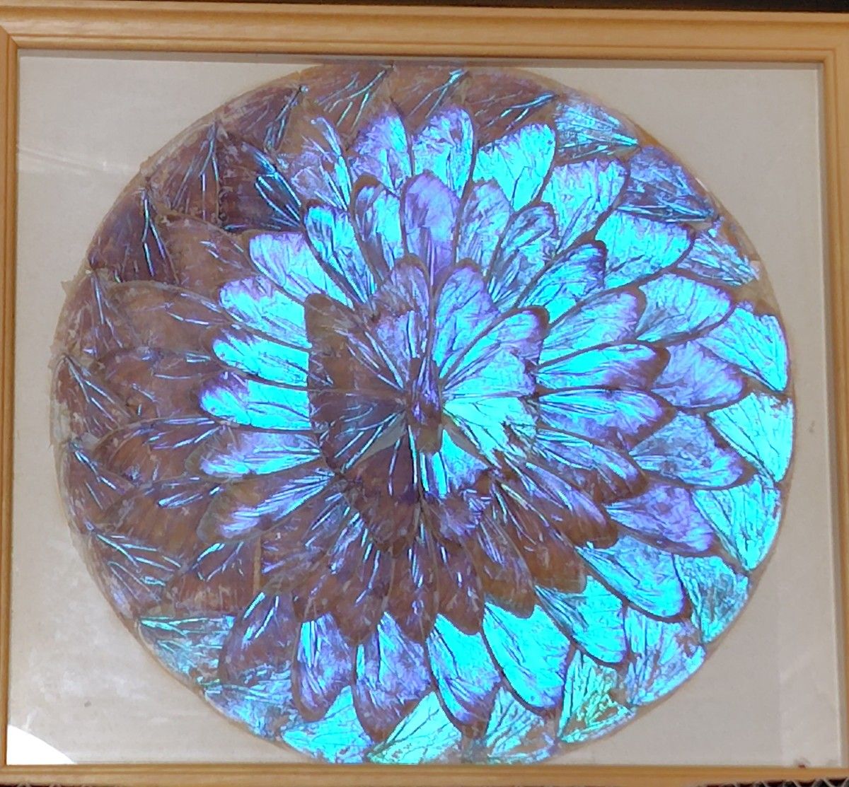 モルフォ蝶翅細工 蝶画 蝶額 羽根細工 バタフライ額装 螺細 青い モルフォ蝶翅細工 蝶画 蝶額 羽根細工 バタフライ額装 螺細 青い