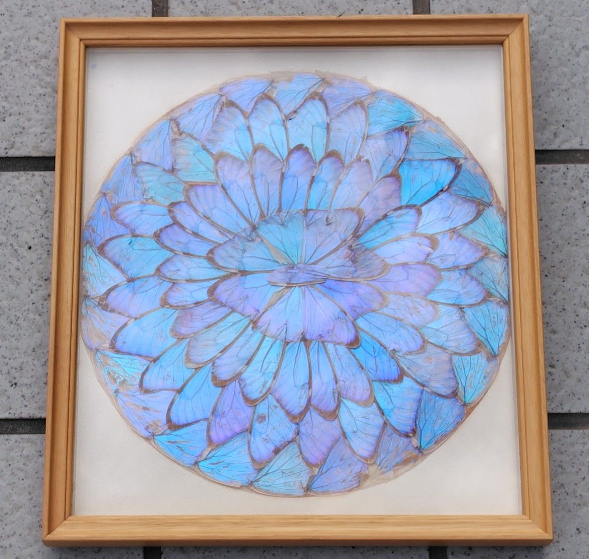モルフォ蝶翅細工 蝶画 蝶額 羽根細工 バタフライ額装 螺細 青い モルフォ蝶翅細工 蝶画 蝶額 羽根細工 バタフライ額装 螺細 青い