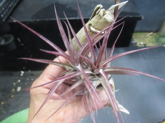 KN 1 иен!ti Ran ji ставрида японская .nesi-(TILLANDSIA JONESII) 0.8M и меньше 