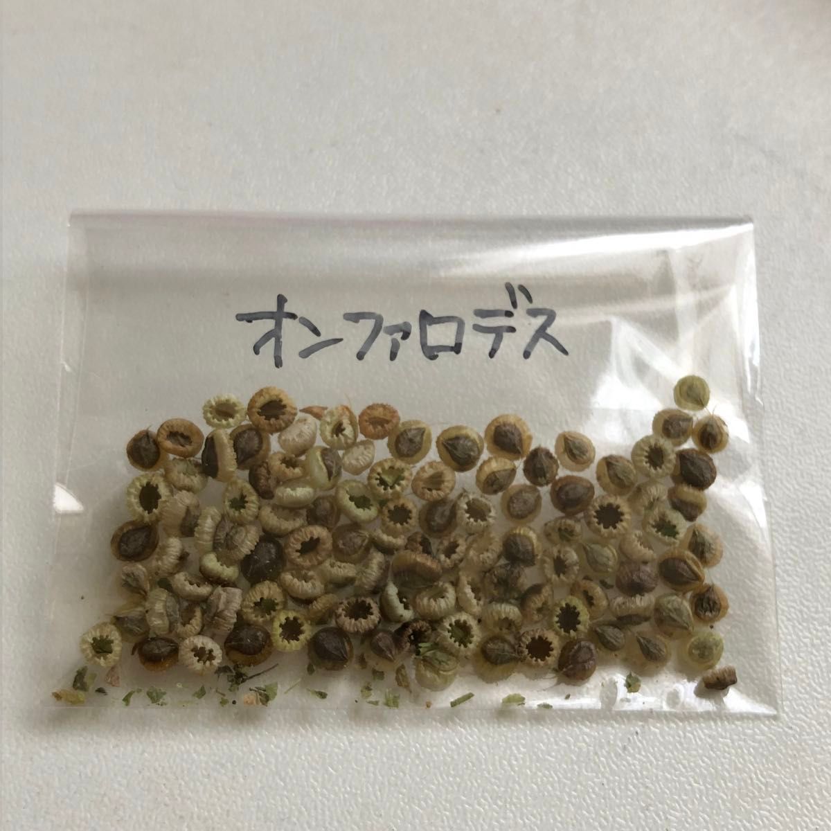 オンファロデスの種|Yahoo!フリマ(旧PayPayフリマ) オンファロデスの種|Yahoo!フリマ(旧PayPayフリマ)