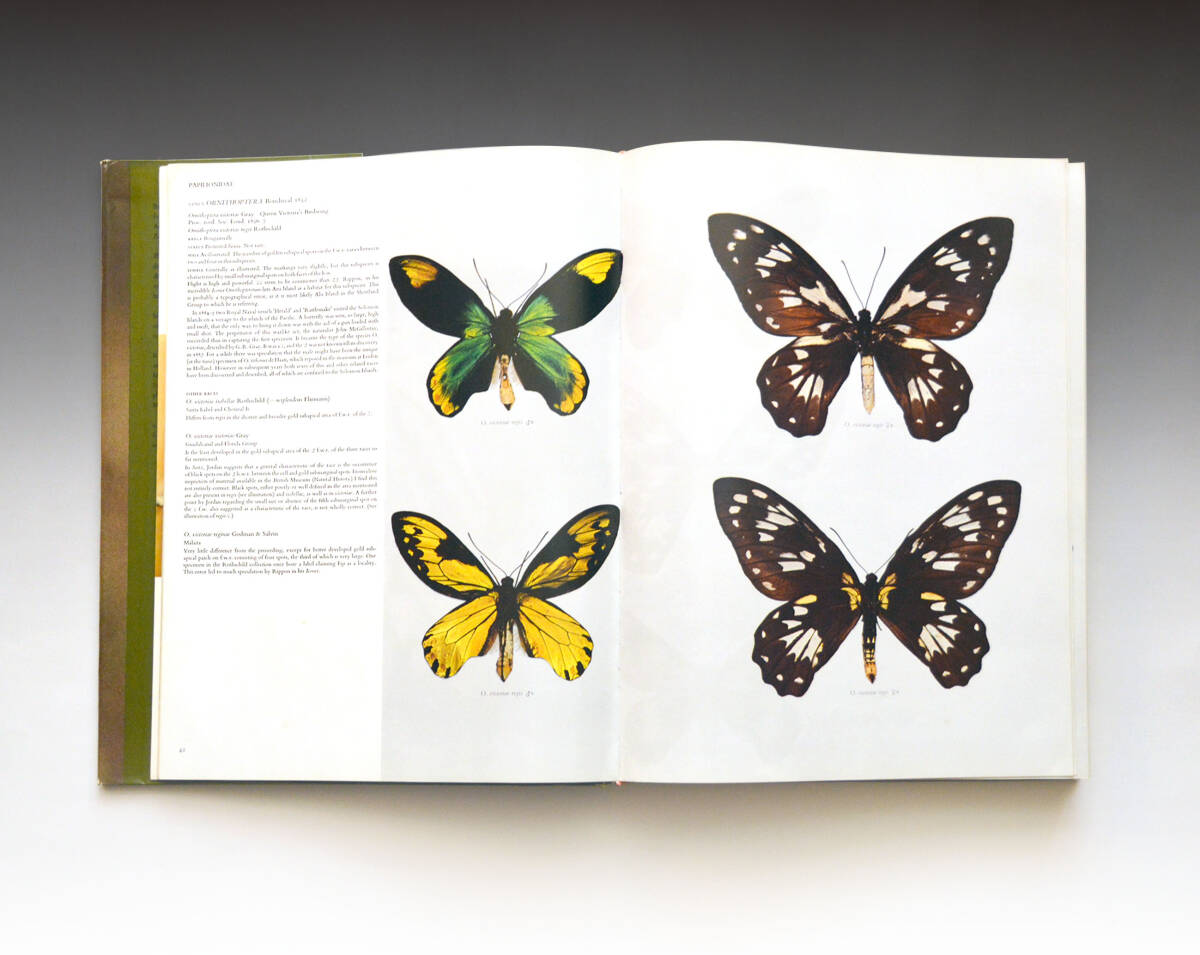 Butterflies of the Australian Region オーストラリア区の蝶類(初版)】ダブレラ図鑑 Bernard D'Abrera, 1971 - 生物学 Butterflies of the Australian Region オーストラリア区の蝶類(初版)】ダブレラ図鑑 Bernard D'Abrera, 1971 - 生物学