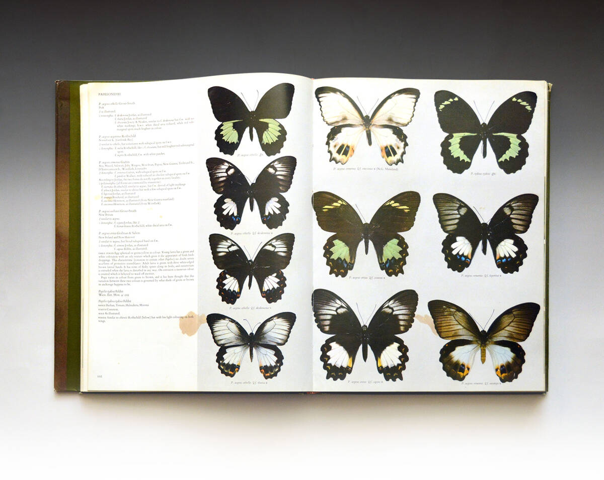 Butterflies of the Australian Region オーストラリア区の蝶類(初版)】ダブレラ図鑑 Bernard D'Abrera, 1971 - 生物学 Butterflies of the Australian Region オーストラリア区の蝶類(初版)】ダブレラ図鑑 Bernard D'Abrera, 1971 - 生物学