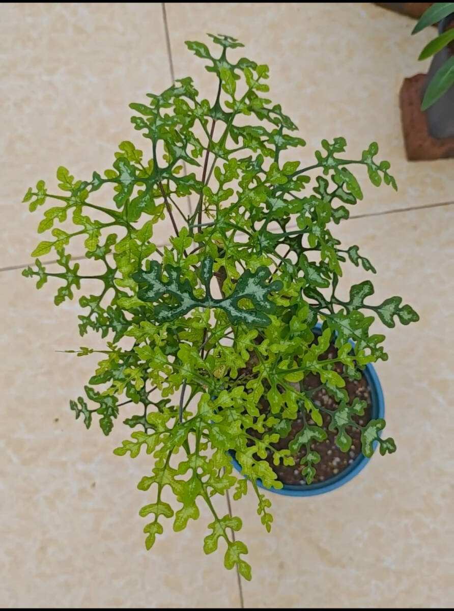 NO.3超希少 Adenia perrieri アデニア ペリエリ 厳選株 塊根植物 NO.3超希少 Adenia perrieri アデニア ペリエリ 厳選株 塊根植物