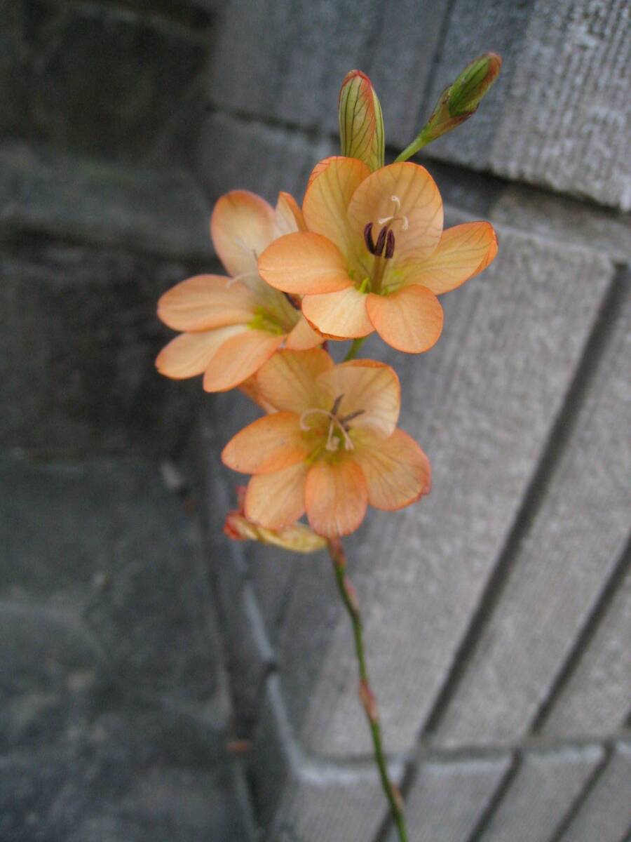 *tolitonia[la расческа fo задний ] orange цвет цветок 15 лампочка + Mini 30 лампочка 