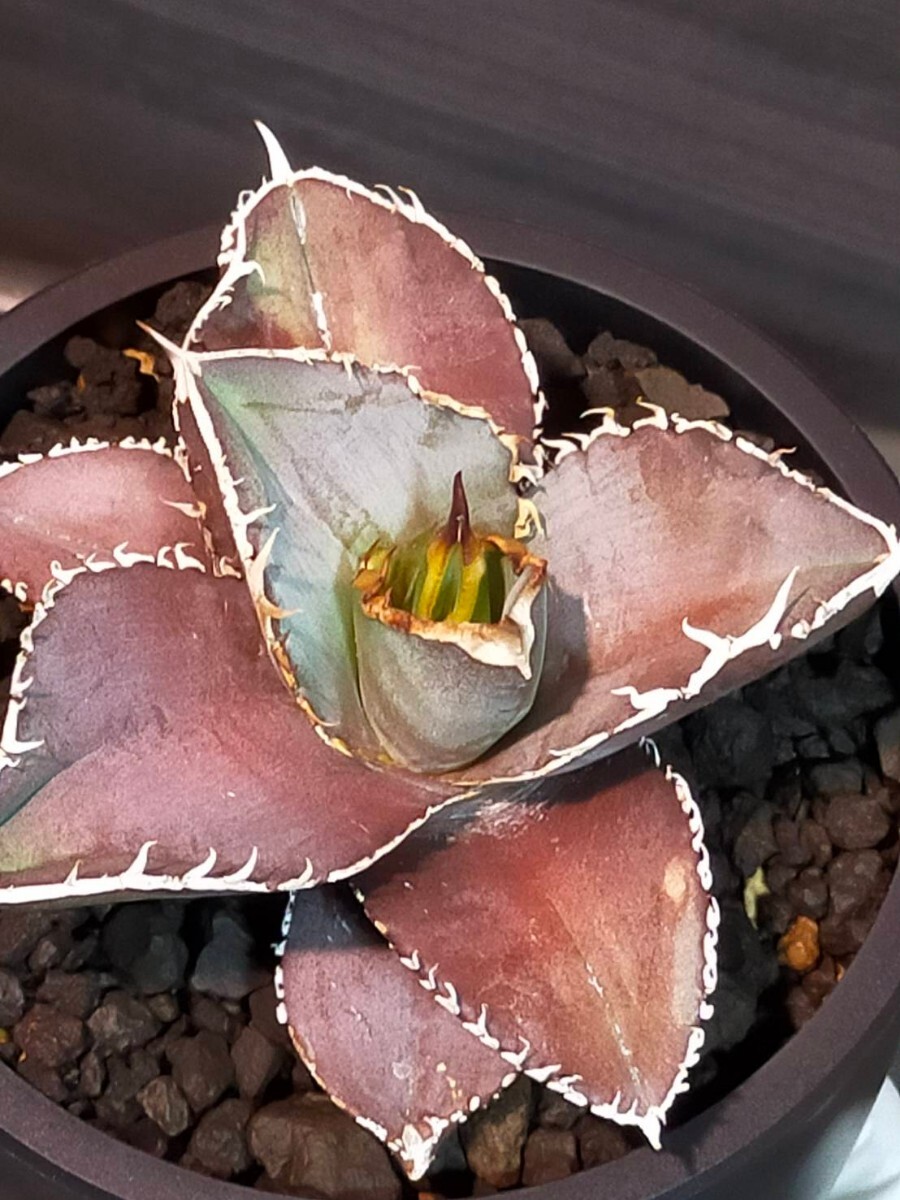 hiiro】アガベ 緋紅牡丹 子株 agave titanota scarlet peony(検 hiiro】アガベ 緋紅牡丹 子株 agave titanota scarlet peony(検