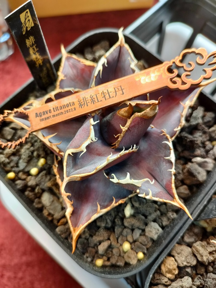 hiiro】アガベ 緋紅牡丹 子株 agave titanota scarlet peony(検 hiiro】アガベ 緋紅牡丹 子株 agave titanota scarlet peony(検