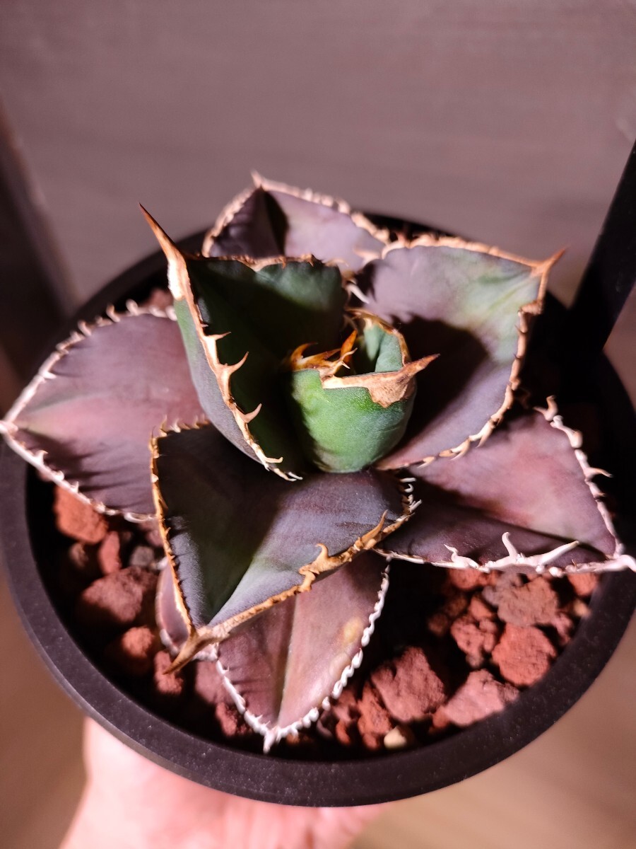 hiiro】アガベ 緋紅牡丹 子株 agave titanota scarlet peony(検 hiiro】アガベ 緋紅牡丹 子株 agave titanota scarlet peony(検