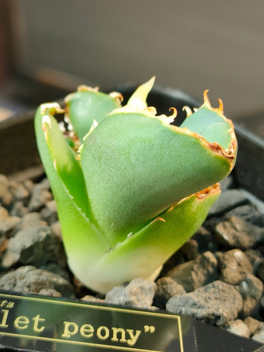 hiiro】アガベ 緋紅牡丹 子株 agave titanota scarlet peony(検 hiiro】アガベ 緋紅牡丹 子株 agave titanota scarlet peony(検