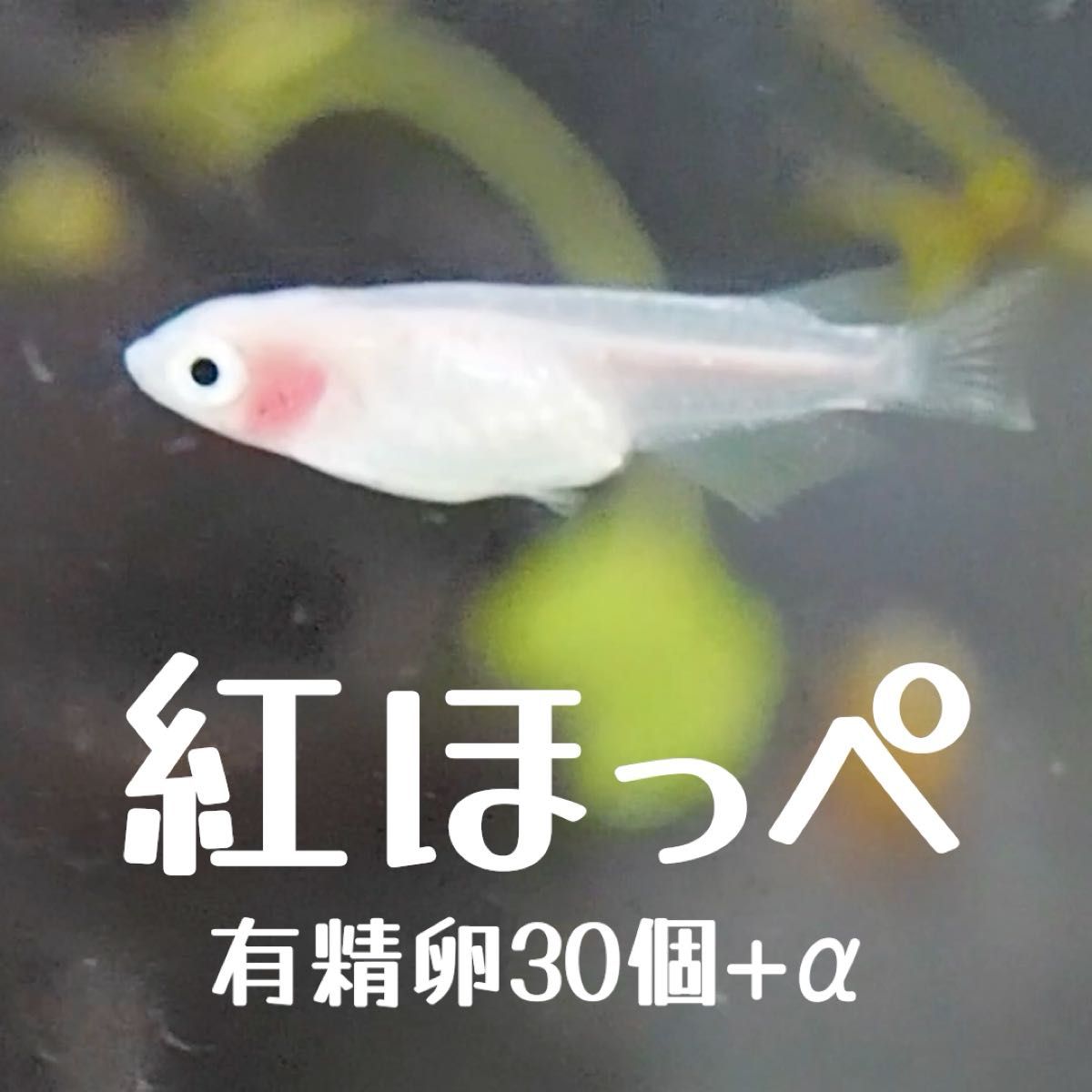 紅ほっぺ メダカ 有精卵 30個+α（死着保証分）