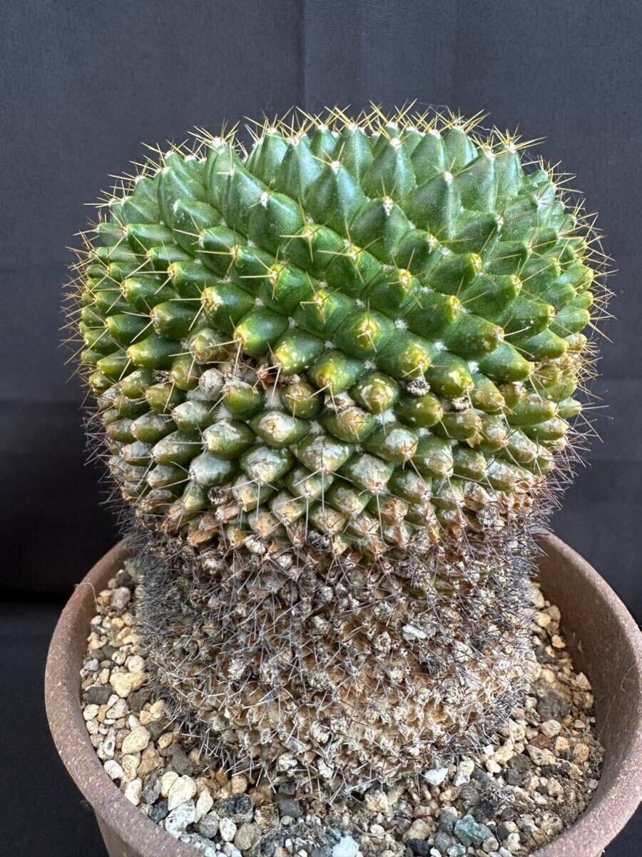 ☆大株☆ 金洋丸 マミラリア 多肉植物 サボテン 螺旋 木質化 ☆大株☆ 金洋丸 マミラリア 多肉植物 サボテン 螺旋 木質化