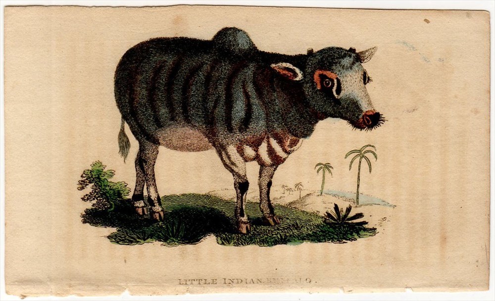 1800年 Naturalist's Pocket Magazine 銅版画 手彩色 ウシ科 ウシ属 コブウシ LITTLE INDIAN BUFFALO 博物画_画像1