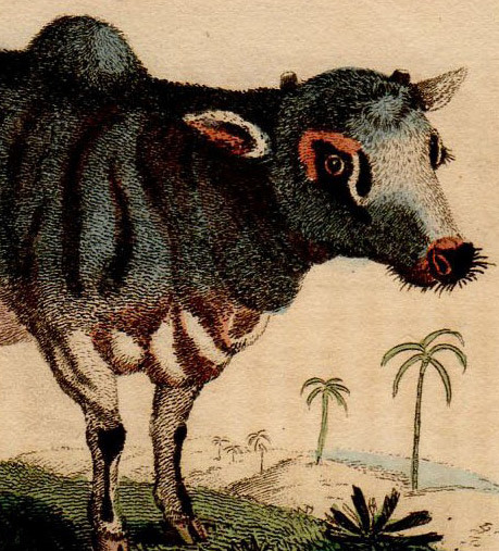 1800年 Naturalist's Pocket Magazine 銅版画 手彩色 ウシ科 ウシ属 コブウシ LITTLE INDIAN BUFFALO 博物画_画像2