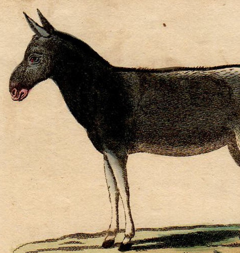 1799年 Naturalist's Pocket Magazine 銅版画 手彩色 ウマ科 ウマ属 ラバ WILD MULE 博物画_画像2
