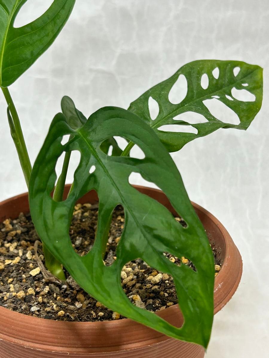 マドカズラ 抜き苗 1株 観葉植物|Yahoo!フリマ(旧PayPayフリマ) マドカズラ 抜き苗 1株 観葉植物|Yahoo!フリマ(旧PayPayフリマ)