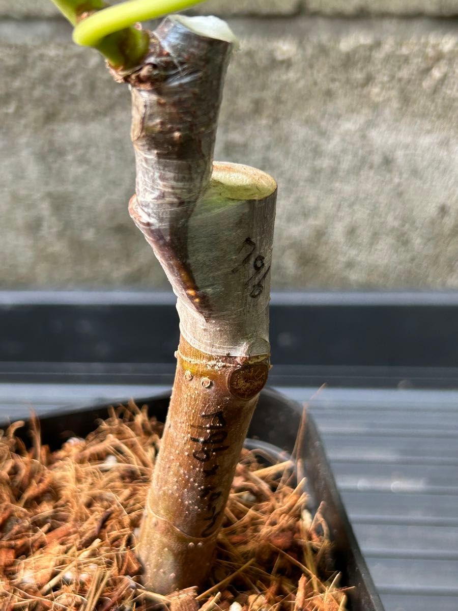 TFH 796 Cadhla's Cottonwood Candy 接ぎ挿し苗 台木( LSU TFH 796 Cadhla's Cottonwood Candy 接ぎ挿し苗 台木( LSU