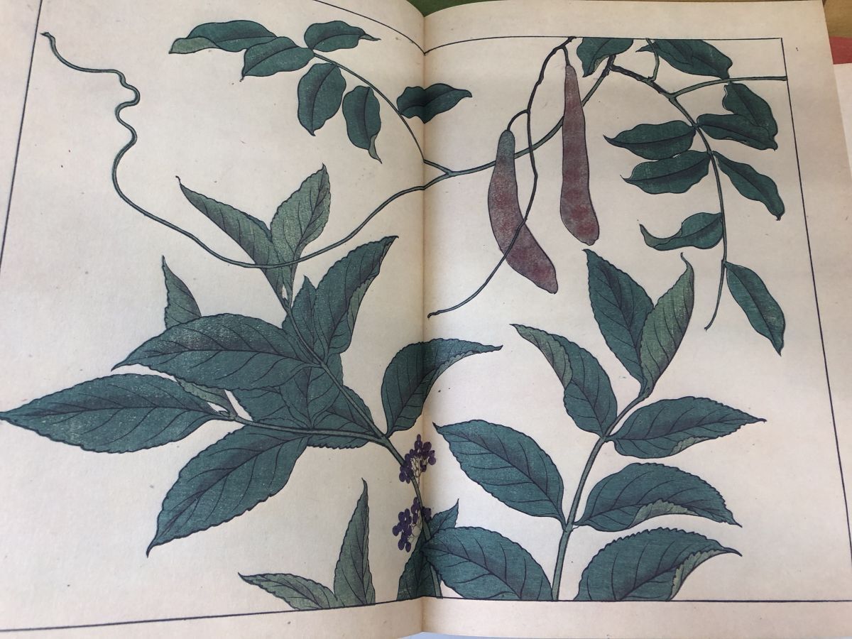 四季の花/全10巻+解説/酒井抱一・鈴木其一・中野其明 塚本 四季の花/全10巻+解説/酒井抱一・鈴木其一・中野其明 塚本