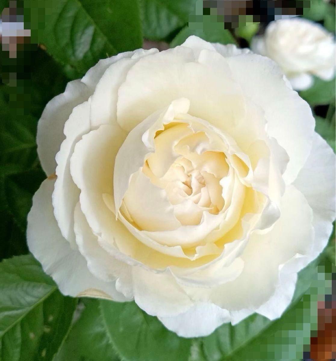 新品種バラ苗　クリームホワイト　カップ咲き