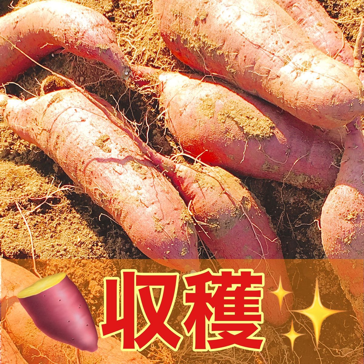 5・6月限定 さつまいも苗 紅はるか苗 10本 栽培用 芋苗 受注受付 5・6月限定 さつまいも苗 紅はるか苗 10本 栽培用 芋苗 受注受付