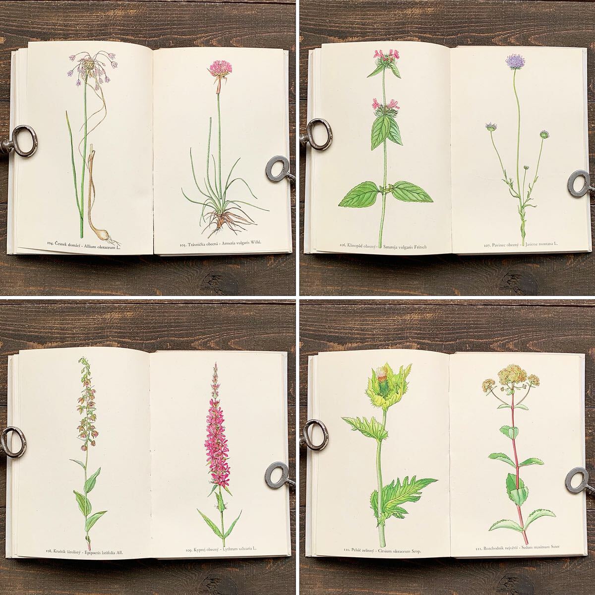 1917年 並んだ植物画が可愛いGaston Bonnierの植物図鑑 - 洋書 1917年 並んだ植物画が可愛いGaston Bonnierの植物図鑑 - 洋書