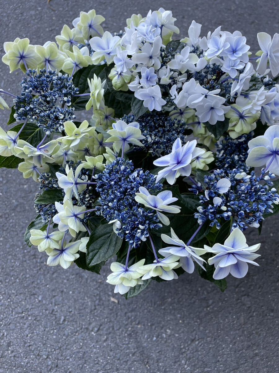 紫陽花鉢 女神降臨 5寸(アジサイ)|売買されたオークション情報 紫陽花鉢 女神降臨 5寸(アジサイ)|売買されたオークション情報
