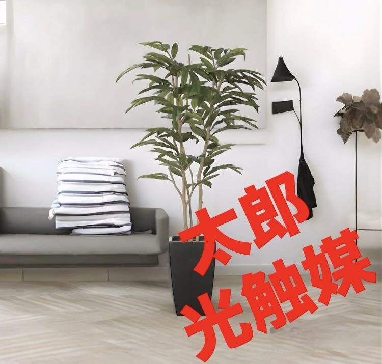 光の楽園　光触媒　人工観葉植物　フェイクグリーン　アーバンアムステルラバーキング1.8m