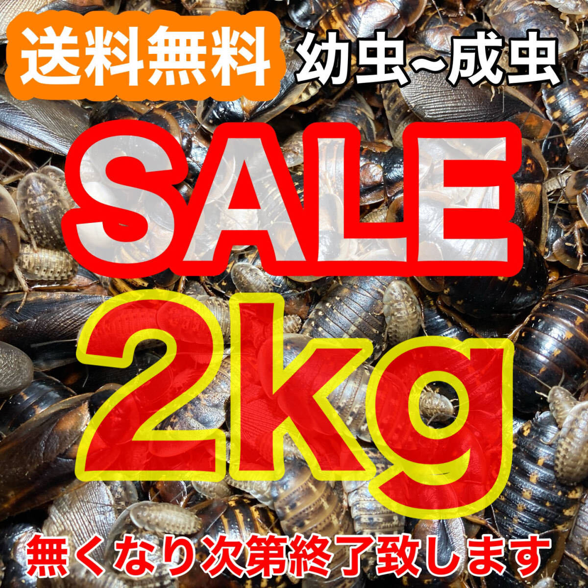 SALE】☆送料無料☆【デュビア】幼虫~成虫2kg(全サイズMIX)+死 SALE】☆送料無料☆【デュビア】幼虫~成虫2kg(全サイズMIX)+死