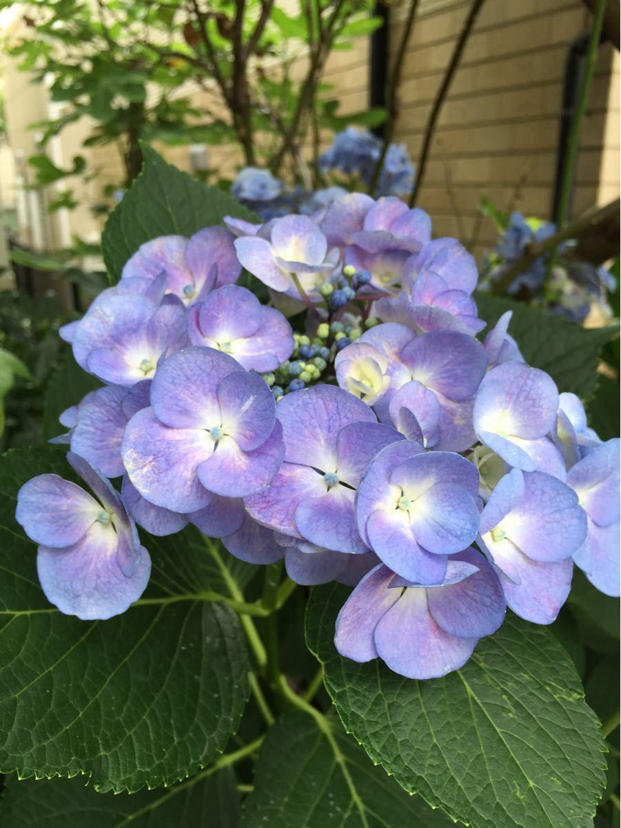 紫陽花　カメレオン　アジサイ　ハイドランジア苗